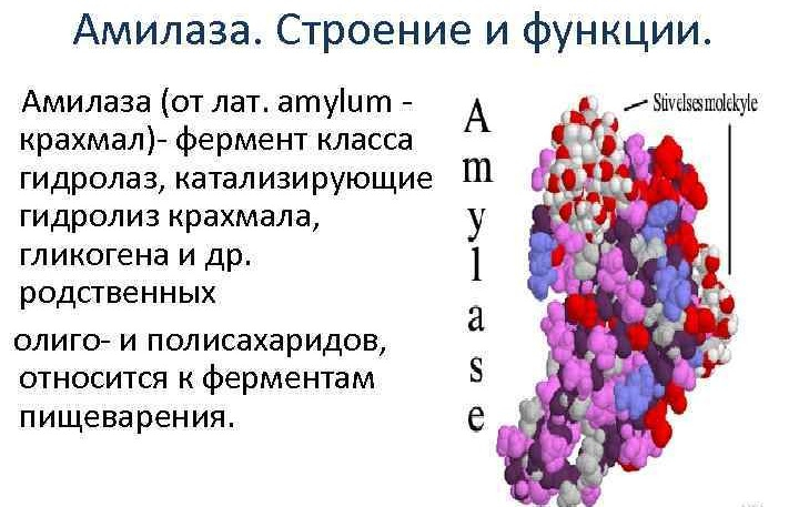 amilaza-povyshena-v-krovi